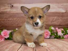 Jump to search for a corgi puppy or dog browse corgi puppies and dogs in nearby cities they may not be corgi puppies, but these cuties are available for adoption in denver, colorado. Pembroke Welsh Corgi Puppies Pet City Pet Shops