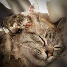 Awwwwwwwwwwwww Katzen Kuschelkatze Tiere