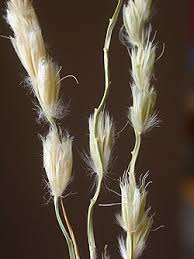 Image result for Barleria rigida