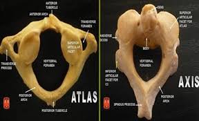 Replica human individual bones atlas and axis with occipitalfor sale. Pin By Kate Marie On Human Anatomy Physiology Axial Skeleton Human Anatomy And Physiology Skeleton Parts