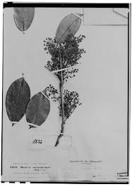 Image result for Hippocratea parvifolia