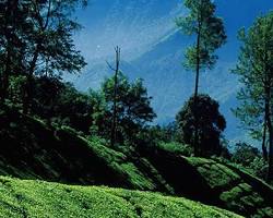 Image of Munnar hill station in Kerala