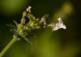 Image result for Nemesia zimbabwensis