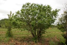 Image result for Pseudolachnostylis maprouneifolia