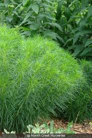 Image result for Vernonia schlechteri