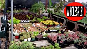Maybe you would like to learn more about one of these? Wholesale Plant Nursery Tour 1 Plants Youtube
