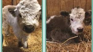 Animal therapy workers and petting zoo managers love miniature cows. Help Name Metro Detroit Petting Farm S Two Mini Baby Cows