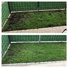 Homegreen Nachsaat Homegreen Nachsaat 100qm Amazon De Garten Garten