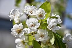 Image result for Pycreus pauper