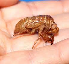 Not only are they loud, they leave their cicada shells lying about! Cicada Shells Cicada Shell Lot Of 6 Cicada Shellscicada Etsy Cicada Shell Cicada Shells