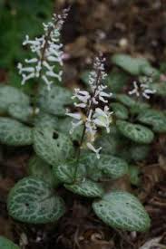 Image result for Plectranthus guruensis