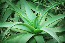 And if you don't have a few, you should. 7 Aloe Vera Plant Uses