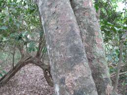 Image result for Cola natalensis