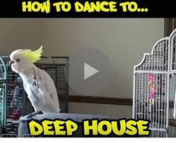 Birds Dancing To Music Let These Birds Teach You How To Dance To Electronic Dance Music Funny Birds Best Funny Pictures Electronic Dance Music