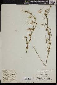 Image result for Convolvulus aschersonii