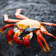 In classical astrological medicine, four temperaments were connected to four vital fluids and 4 essential constitution types. 10 Different Types Of Crabs Their Characteristics You Should Know About Stillunfold