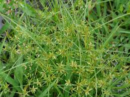 Image result for Cyperus cuspidatus