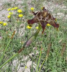 Image result for Ferraria glutinosa