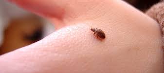 In two days the flat was already treated for bed bugs and a second visit was scheduled. How To Identify And Remove Bed Bugs Orkin