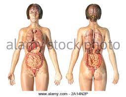 Anatomy and physiology in health and illness. Female Anatomy Of Internal Organs With Skeleton Rear And Front Views Stock Photo Alamy