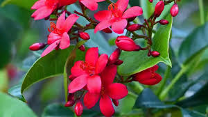 Image result for Jatropha campestris