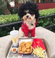 Cute bunny pet costume with pom pom dog hat. Popeye The Foodie On Twitter Even Mj Needs His Chicken Nuggets Mcdonalds Halloween Costume Michaeljackson