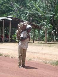 Image result for Afrobrunnichia erecta