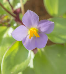 Image result for Exacum