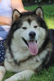 Alaskan malamute x maremma puppies for sale! Alaskan Malamute Breeder Ontario Males Shelaskan Alaskan Malamutes Canadian Breeder Of Quality Puppies In Ontario