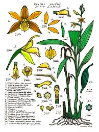 Image result for Phaius occidentalis