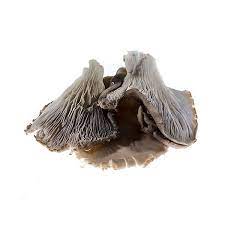 Buy Grey Oyster Mushrooms Online