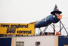 Ants come in and stick around for months. The Big Blue Bug Of Providence Rhode Island
