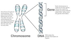 Chromosome Dna Genes Dna And Genes Genetic Information Chromosome