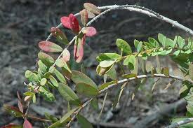 Image result for Melaleuca hypericifolia