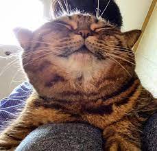 gulen kedy susse katzen