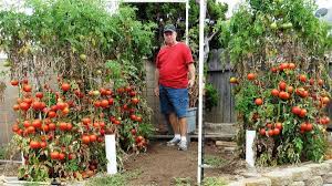 Most bush tomatoes like a cage and some are well suited to pots. Want A Bumper Crop Of Tomatoes Listen To This Guy The San Diego Union Tribune