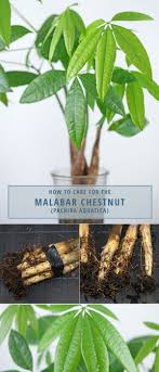 Here's how to repot 1 plus the special the money tree, or pacquira aquatica, is proclaimed to bring good luck into our homes. How To Care For The Malabar Chestnut Pachira Aquatica Watering Feeding Lighting Repotting Propagation Wi Money Tree Plant Propagating Plants Money Trees