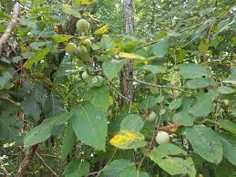 Landscape services university of mississippi. The Wild Persimmons Are Coming Around Here In Mississippi Raccoons And Possums Love Them And Will Use Their Hands To Shake Them Out Of Trees Protip Do Not Eat Them Unripe Marijuanaenthusiasts