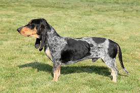 The basset bleu de gascogne is not recognized by the american kennel club or the canadian. Basset Bleu De Gascogne Hunde Informationen Zu Den Bienenarten Omlet