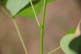 Image result for Eriosema monticola