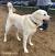 Pyrador Puppies For Sale