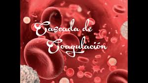 Cascada de la coagulacion pdf download. Cascada De Coagulacion De La Sangre Proceso Fisiologico De Hemostasia Youtube