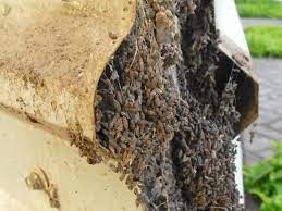 We did not find results for: Guano De Murcielago Decisiones