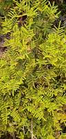 Image result for Gleichenia elongata
