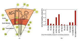 Urea Transport In The Kidney Klein Major Reference Works Wiley Online Library