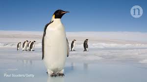 However, the male emperor penguin has been found to weigh more than his counterpart. Ancient Mega Penguin Reached Human Height Research Highlights