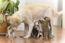 What Determines Litter Size In Dogs Oakland Veterinary Referral Services