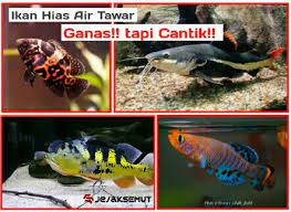 Inilah 7 Ikan Hias Predator Air Tawar Terganas Tapi Cantik Jejaksemut