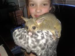 Habitat Constructions