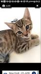 Bengal Cats–Are They Hypoallergenic? | Bengal Cats ...